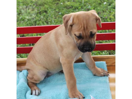 PoulaTo: Διαθέσιμα κουτάβια Cane Corso.